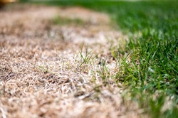 How to Manage Winter Lawn Diseases in Minnesota: Tips and Solutions