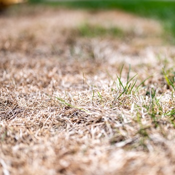 How to Manage Winter Lawn Diseases in Minnesota: Tips and Solutions