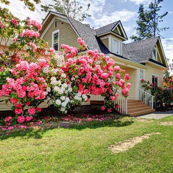 Spring Lawn Renovation Best Practices: Essential Tips