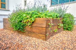 Spring Garden Planning: What to Plant and When in Minnesota