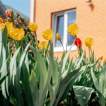Enhance Your Home's Curb Appeal with Top Spring Landscaping Tips for Minnesota Gardens