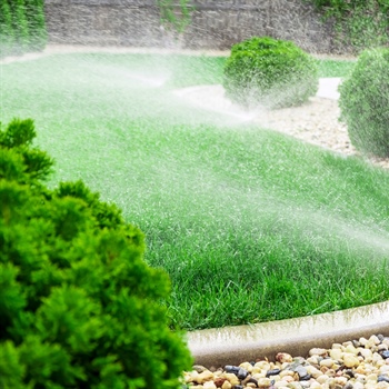 Low-Maintenance Lawn in Minnesota: Essential Tips and Expert Advice