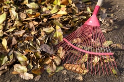 The Importance of Seasonal Cleanups for Lawn Health