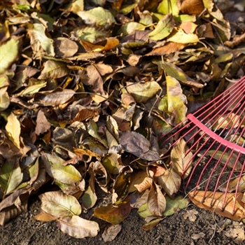 The Importance of Seasonal Cleanups for Lawn Health