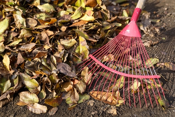 The Importance of Seasonal Cleanups for Lawn Health