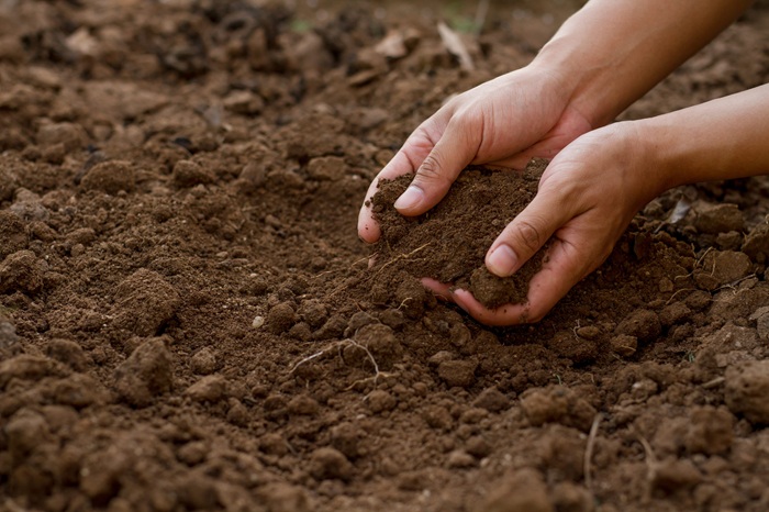 How Does Soil Composition Determine Long-Term Lawn Health in Minnesota Climates?
