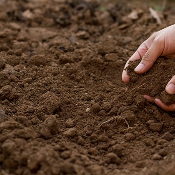 How Does Soil Composition Determine Long-Term Lawn Health in Minnesota Climates?