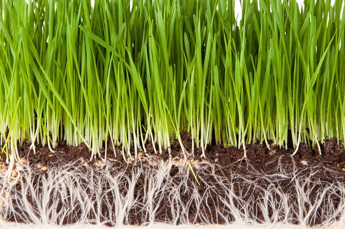 What Role Does Root Depth Play in Drought Resistance and Lawn Durability?