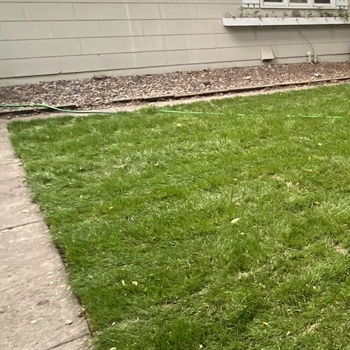 Wayzata Whole-Yard Landscape Makeover with Fresh Kentucky Bluegrass Sod