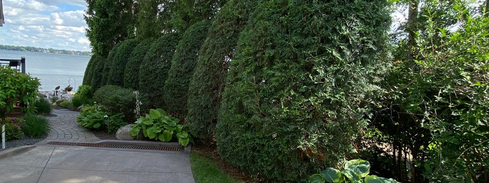 Lake Pulaski Arborvitae Hedge Trimming in Buffalo, MN