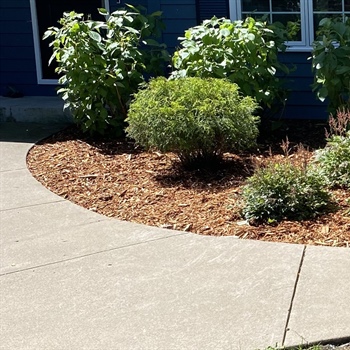 Minnetonka Landscape Bed Restoration with Western Red Cedar Mulch