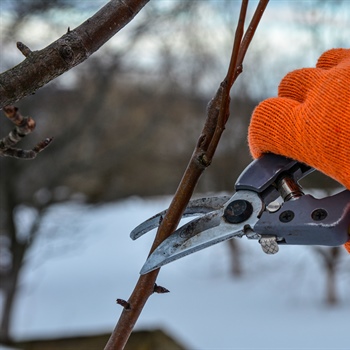 How to Prepare Your Garden Beds for Winter: Essential Tips for Protection