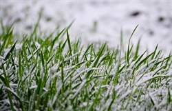 How to Protect Your Lawn from Winter Damage: Expert Tips & Best Practices