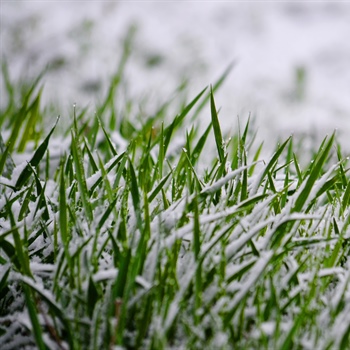 How to Protect Your Lawn from Winter Damage: Expert Tips & Best Practices