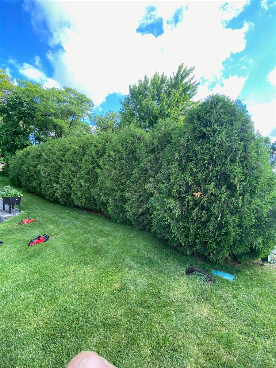Lake Pulaski Arborvitae Hedge Trimming in Buffalo, MN