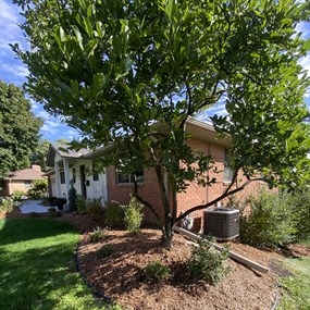 Tree-form lilac and refreshed mulch bed beside an Edina home after landscape renovation