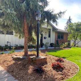 Renovated front landscape bed with fresh mulch, shrubs, and a mature evergreen tree
