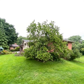 Overgrown ornamental tree before removal during an Edina landscape renovation
