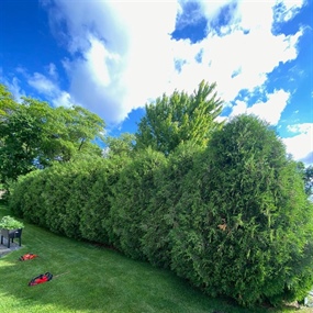 Tall overgrown arborvitae hedge row before reshaping and pruning in Buffalo, MN