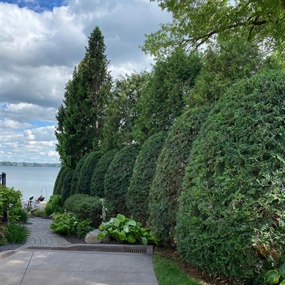 Trimmed arborvitae privacy hedge with clean rounded shapes beside Lake Pulaski