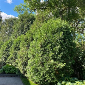 Close-up of overgrown arborvitae foliage before professional hedge trimming