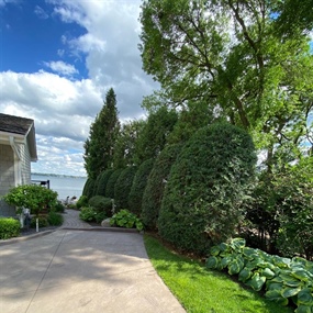 Professionally shaped arborvitae hedges along a driveway overlooking Lake Pulaski