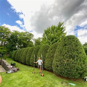 Ben’s Lawn Care technician trimming tall arborvitae hedges at a Buffalo, MN property