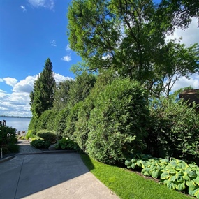 Tall arborvitae privacy hedges lining a lakefront driveway on Lake Pulaski