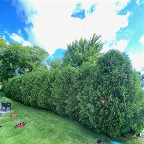 Overgrown arborvitae privacy hedges before trimming at a Lake Pulaski home in Buffalo, MN