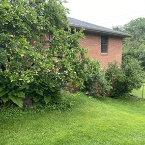Overgrown tree and shrubs beside an Edina home before landscape clearing