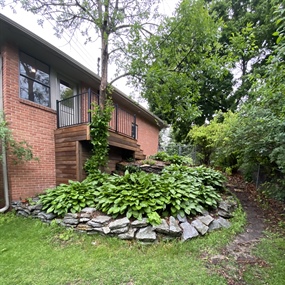Overgrown flagstone retaining wall and hosta beds before landscape renovation