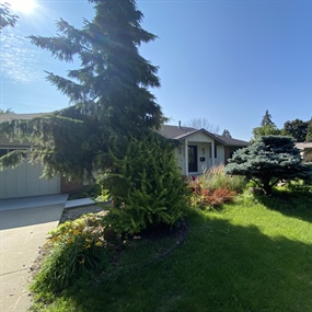 Overgrown front landscape beds and mature shrubs before renovation