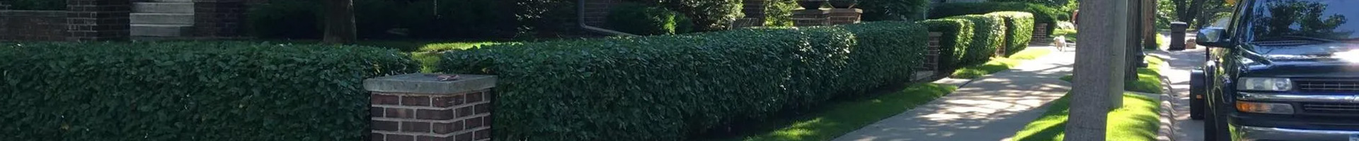 Hedge & Shrub Trimming
